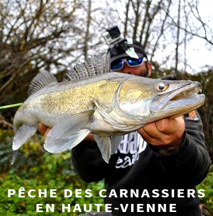 Guide de pêche des carnassiers en Haute-Vienne